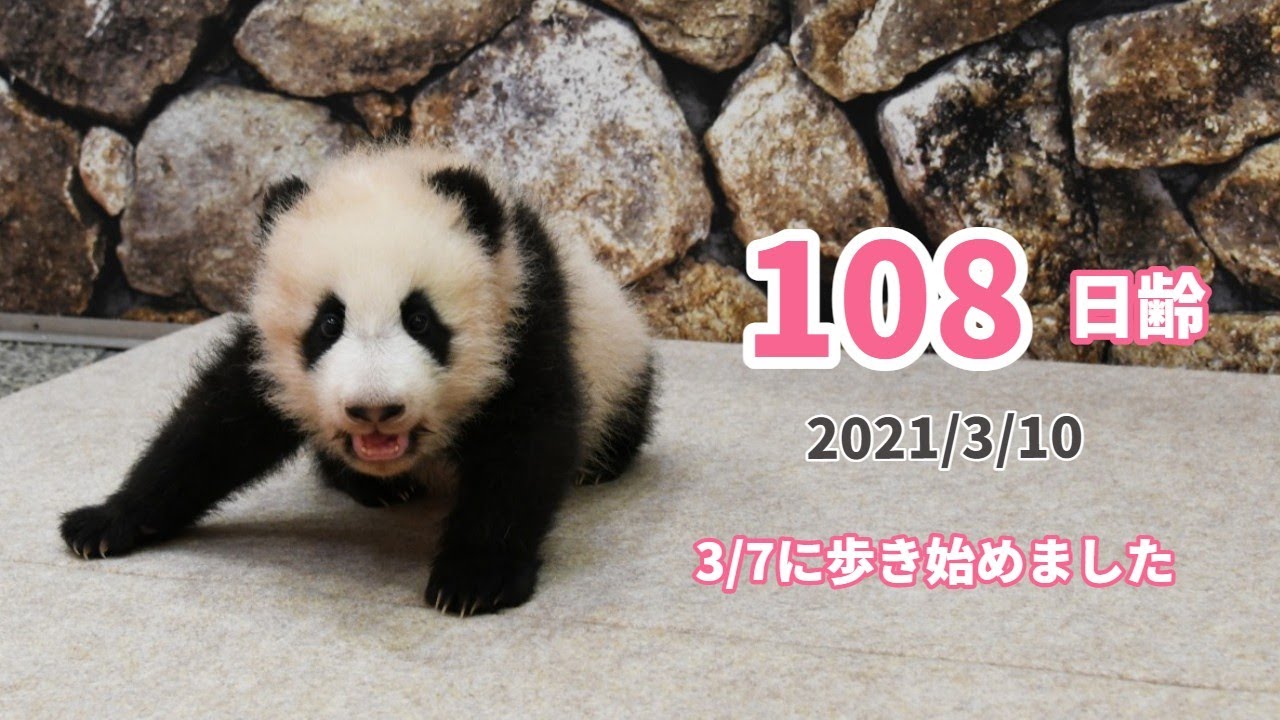 パンダの赤ちゃん よちよち歩く姿をお届け 108日齢 Youtube パンダの赤ちゃん よちよち歩く姿をお届け 108日齢 Youtube