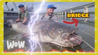 Incredible large 220 pound catfish fishing under a bridge by Catfish World by Catfish World by Yuri Grisendi 76,939 views 1 year ago 7 minutes, 27 seconds