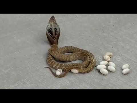 Pregnant Cobra Lays Eggs on Busy Road