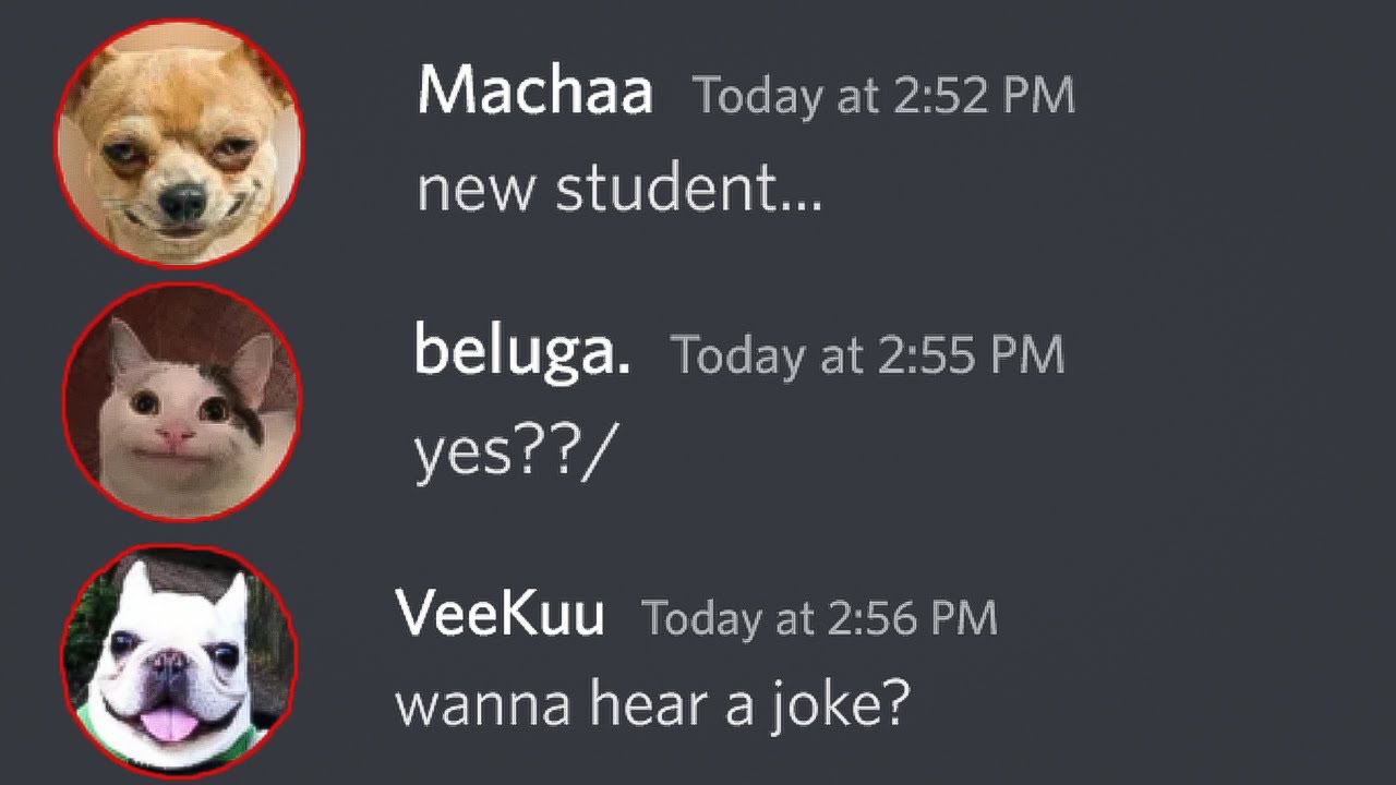 When Beluga meets Veekuu  (an Indian) the First Meeting