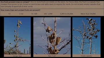 Soaptree Yucca Phenology