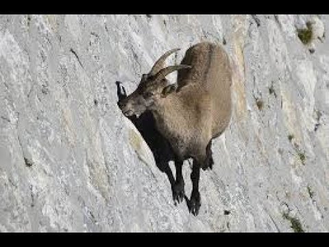 O Cabrito Escalador De Montanha Argentino Youtube