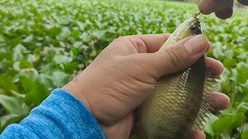 Câu cá rô đồng mập ú và bầy thác lác ăn liên tục. @tranchungcuchi