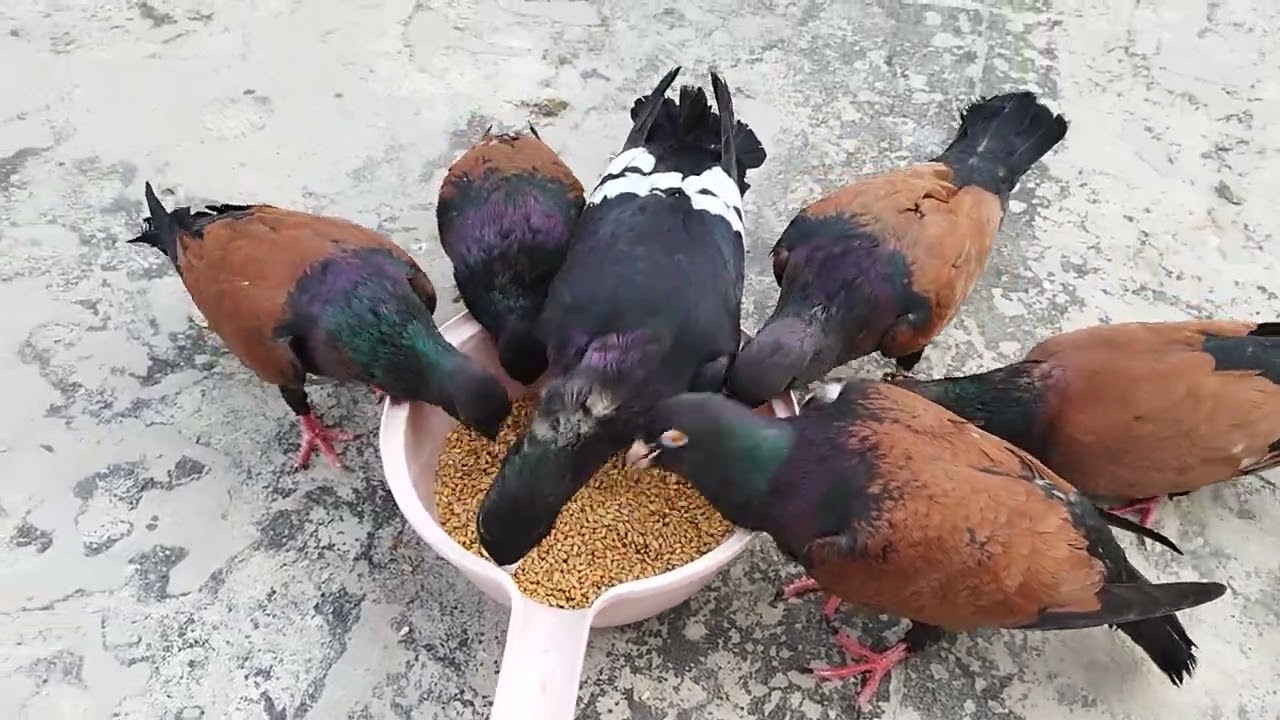 Sirtikizil ve Karanakisli Guvercinlerim