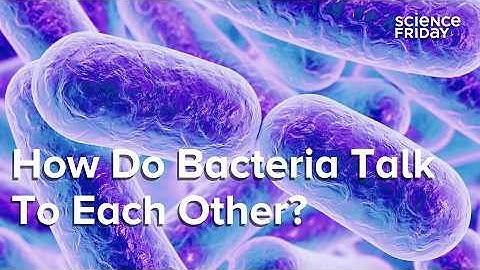 How Do Bacteria Talk To Each Other?