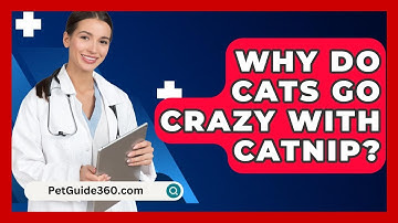 Why Do Cats Go Crazy With Catnip? - PetGuide360.com