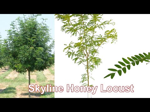 Video: Honey Locust 'Skyline' Trees - Zorgen voor een skyline Thornless Honey Locust