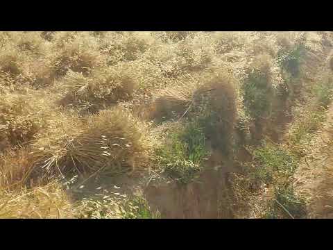 ارض زراعيه العامريه اسكندريه للبيع