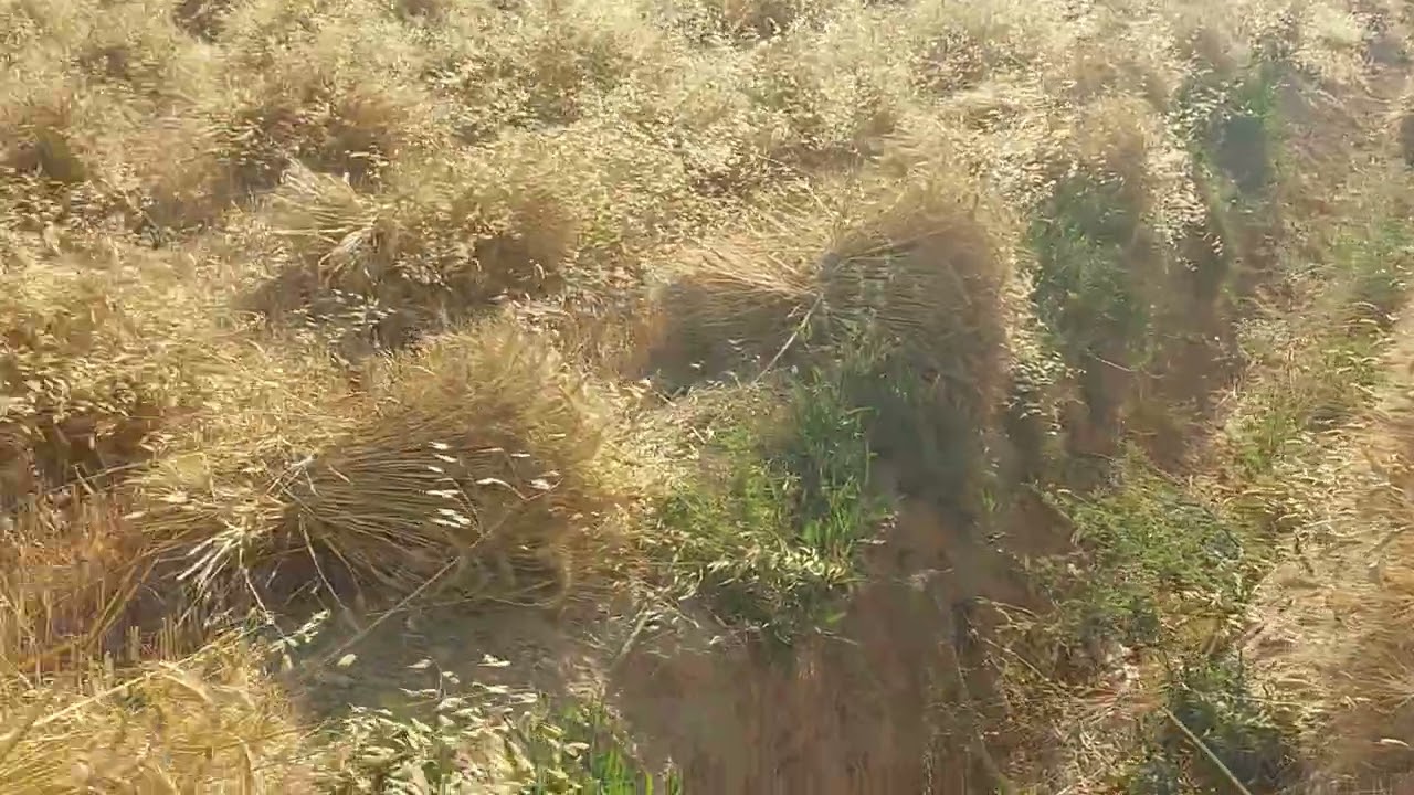 @ارض زراعيه العامريه اسكندريه للبيع