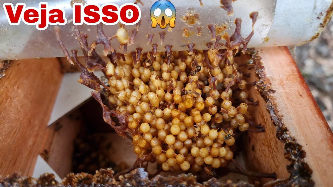 Essa ABELHA é uma MINA DE OURO (você precisa ter em casa)