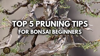 Top 5 Pruning Tips for Bonsai Beginners | Q&A by Bonsai Heirloom 3,700 views 1 month ago 14 minutes, 17 seconds