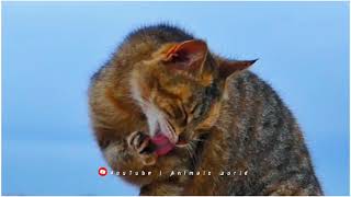 Tabby Cat video it's so cute animal #animalsnatural #animalsnature #subscribe by Animals World 39 views 2 years ago 20 seconds