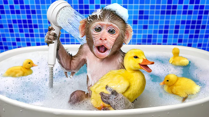 KiKi Monkey bath for Cute Duck in the bathroom as Take Care of Baby so sweet | KUDO ANIMAL KIKI