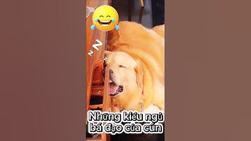 Cười sặc sụa với cún cưng đáng yêu #petsandghosts #funny #paranormal #animals #cute @Vunghiavlog