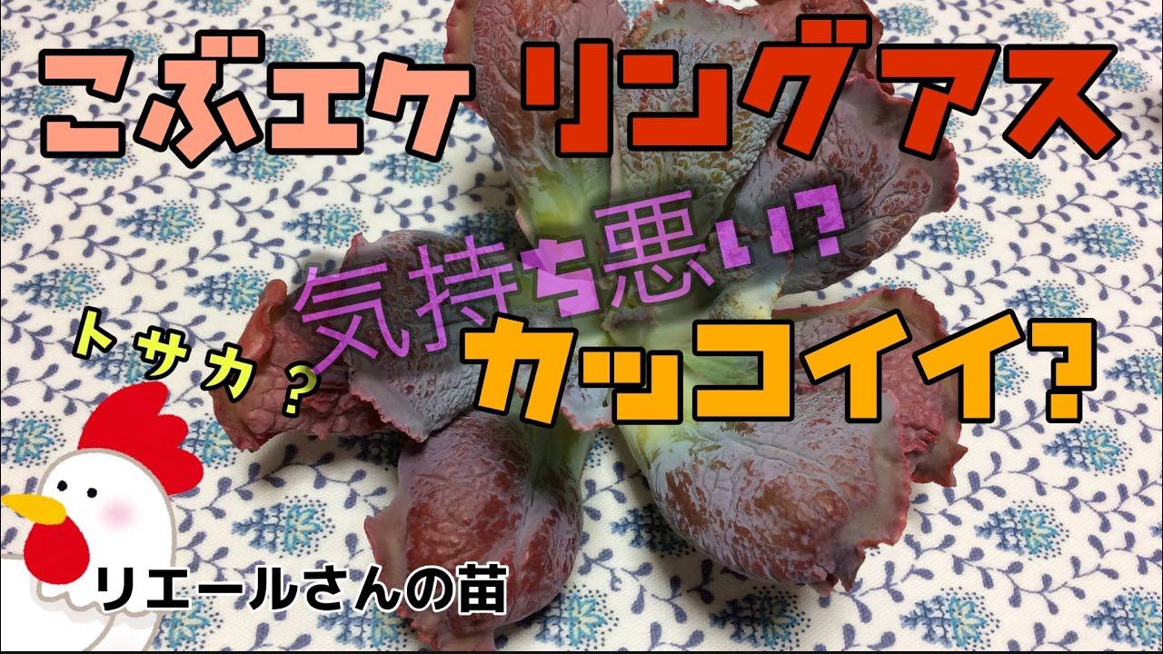 多肉植物 こぶエケ リングアス 気持ち悪い カッコイイ リエールさん苗 Youtube