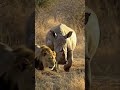 Lion, watch where you're going! Almost collided with a rhino without noticing it!