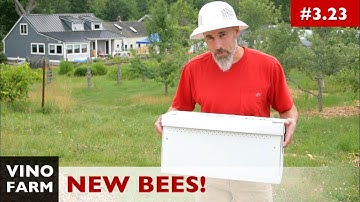 New Bees! (Installing a Nuc)