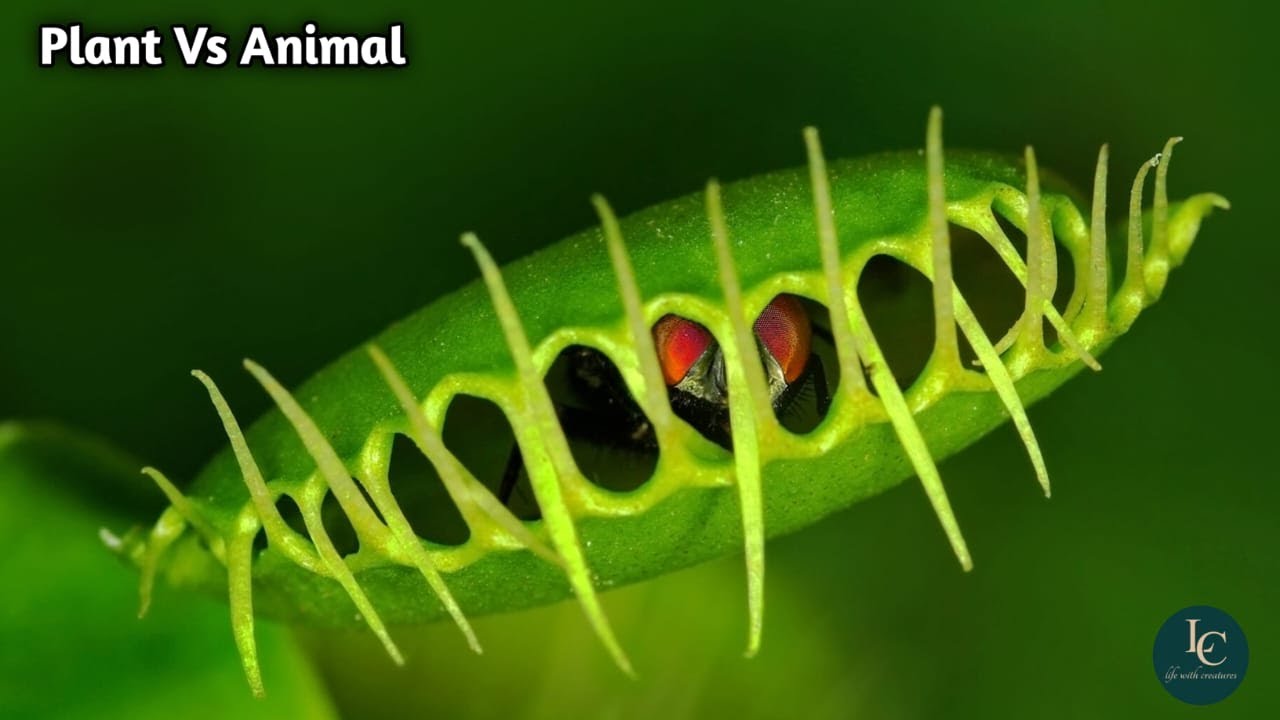 "Feeding Deadly Plants Different Animals"(