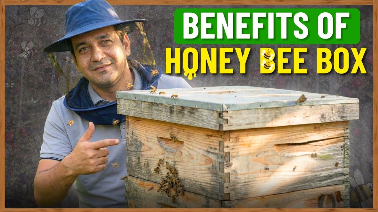 Apple orchard mein honey bee boxes rakhne ke fayde 🍎🐝 janiye best tips for better pollination.
