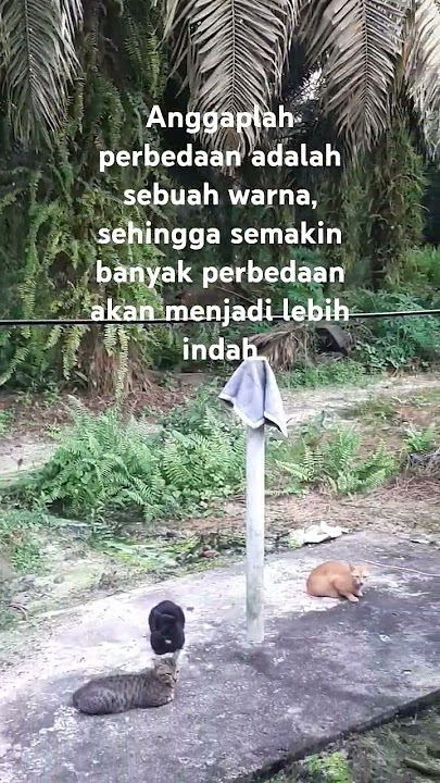 Anggaplah perbedaan adalah warna, sehingga semakin banyak perbedaan akan lebih indah #katakatabijak