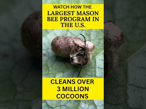 Watch How 3 Million Mason Bee Cocoons are Cleaned to Remove Harmful Predators.
WATCH & BEE AMAZED BY THE BUZZ!!