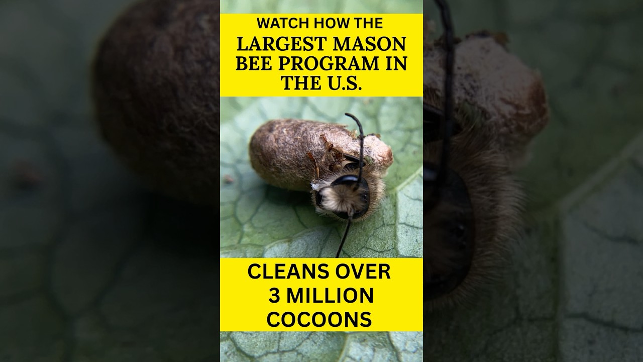 How We Clean 3 Million Mason Bee Cocoons to Keep Bees Healthy & Predator-Free | Rent Mason Bees