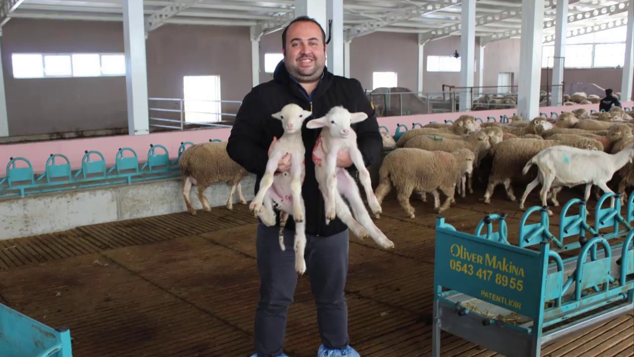 Koyunculukta bir başarı öyküsü böyle başladı - Türkiye'nin ilk entasif kapalı  koyun çiftliği