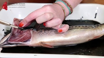 Fish Head Gills Gas Exchange System Dissection GCSE A Level Biology NEET Practical Skills