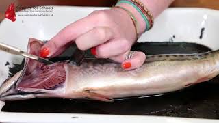 Fish Head Gills Gas Exchange System Dissection GCSE A Level Biology NEET Practical Skills