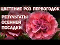 Цветение РОЗ первогодок осенней посадки под зиму. Проблемы осенней посадки роз с ОКС.