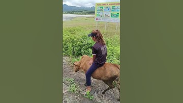 Bắt gặp chàng trai đang đội mũ tóc giả leo lên lưng bò kkkk#mutocgia