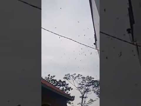 sp pulau keramat mantaap