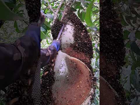 Giant HONEY BEE