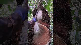 Giant Honey Bee Nest Tropical Forest Bees