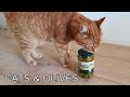 Cat tries olives