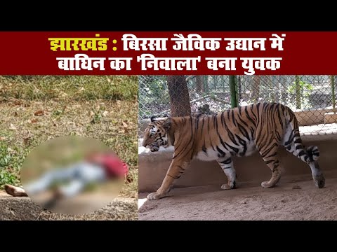 झारखंड: बिरसा जैविक उद्यान में बाघिन का 'निवाला' बना युवक II Birsa Biological Park II Ormanjhi