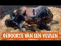 ER WORDT EEN VEULENTJE GEBOREN | PaardenpraatTV