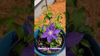 🌸How to Plant Clematis in Containers (Update).  #containergardening #Clematis #gardening  #zone4