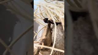Praying mantis shedding!!! 🙏