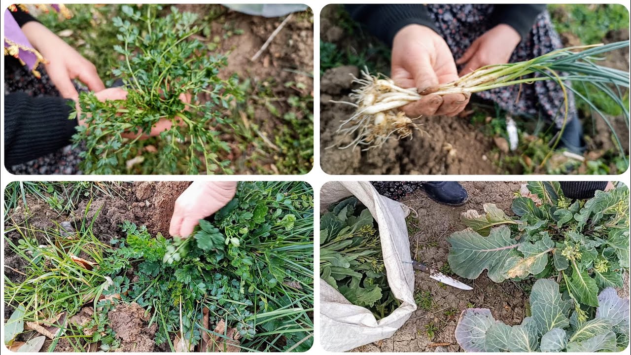 🌿 Köyde Hayatın Şifresi! Kazayağı Otu, Karalahana Bahçesi ve Doğal Yaşam