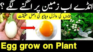 Egg Tree Real or fake|Egg grow on plant |Egg grow on earth |Egg on plant real or fake|ABk