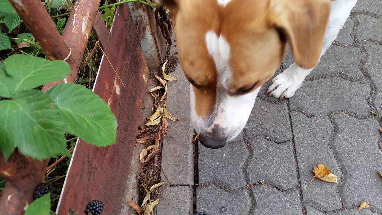 american staffordshire terrier beagle