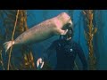 Photographer Befriends Seal He Sees Often While Diving For Photos
