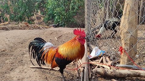 dab laug xav muag qaib no nawb leej tug nyiam nug tau 2078782155