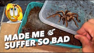 These 7 tarantulas ARE THE WORST!!! *Ouch*