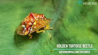 Golden Tortoise Beetle | Aspidimorpha sanctaecrucis | Nature Web