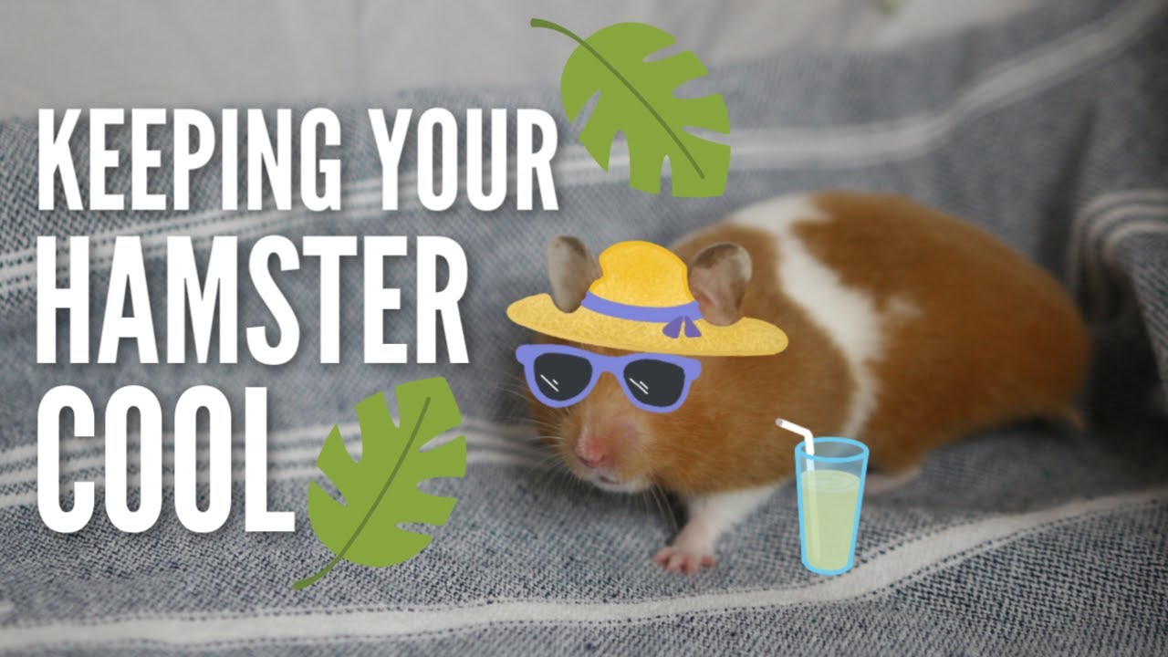 Keeping your hamster COOL in the summer 