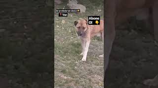 TİLKİ, ÇOBAN KÖPEĞİ İLE OYNUYOR #viral #shortvideo #youtube #subscribe #shorts #short #shortvideo