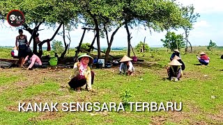 🥎KANAK NERAKA BILANG GAWAH TAOK KU NONGAK Cover GAMBUS TUNGGAL SASAK TERBARU