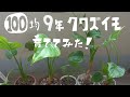 【観葉植物】100均クワズイモ9年育ててみた！